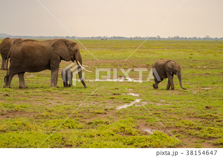 Elephant family in the savannah countryside Elephant family in the savannah countryside 38154647