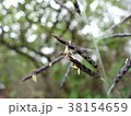 竹の花 38154659