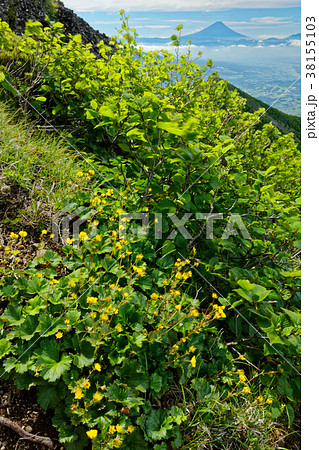 八ヶ岳連峰・権現岳の高山植物と富士山 38155103