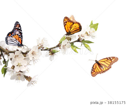 Flowers of cherry and monarch butterflies 38155175