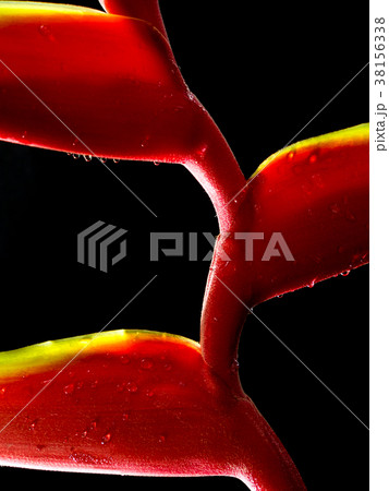 Hanging lobster claws in black background Hanging lobster claws in black background 38156338