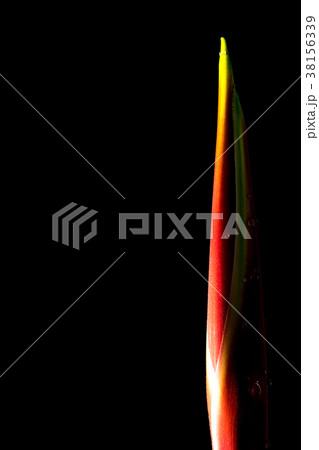 Hanging lobster claws in black background 38156339