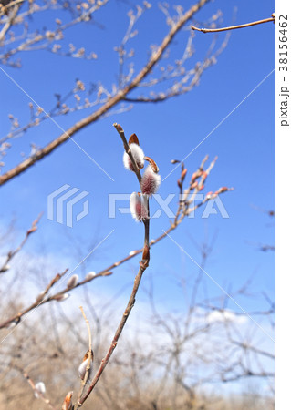 ネコヤナギ（猫柳） 38156462