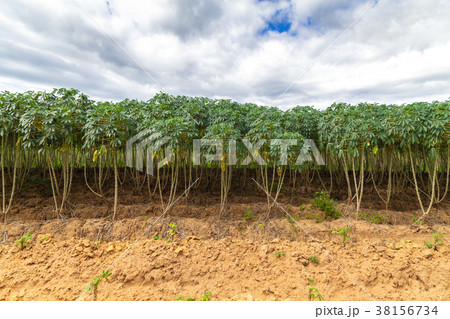 Cassava tree 38156734