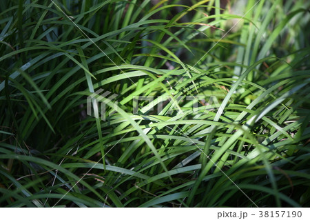 木漏れ日の中のセキショウ 38157190