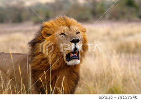 African Lion- male, Kenya, Africa African Lion- male, Kenya, Africa 38157540