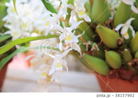 蘭の花　セロジネ 38157902