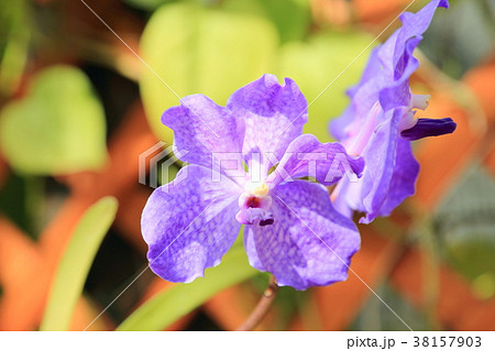 蘭の花　バンダ 38157903
