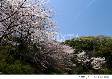 山田富士公園の桜 山田富士公園の桜 38158100