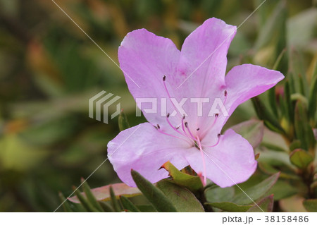 リュウキュウツツジ 薄葉 リュウキュウツツジ 薄葉 38158486