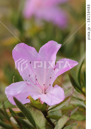 リュウキュウツツジ　薄葉 38158488