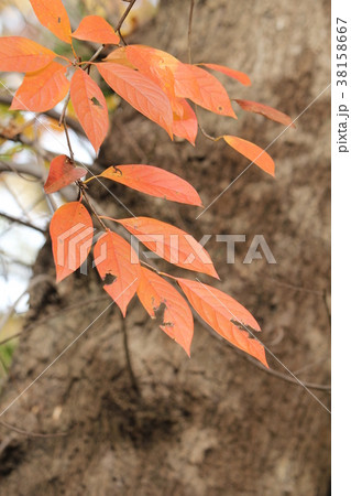 ヌマミズキの紅葉 38158667