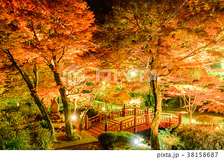 熱海梅園の紅葉(ライトアップ) 熱海梅園の紅葉(ライトアップ) 38158687
