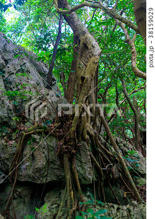 大石林山 大石林山 38159029