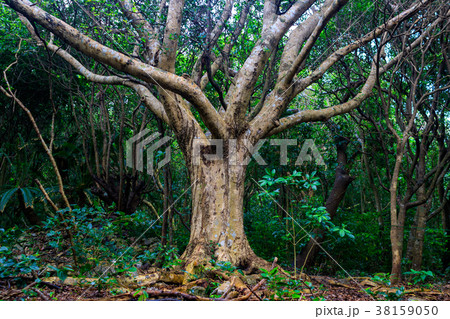 大石林山 大石林山 38159050