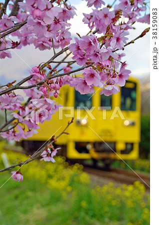 桜と黄色い列車 桜と黄色い列車 38159083