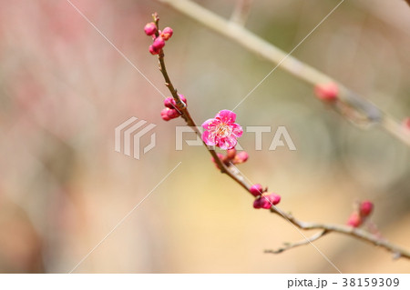 梅の花 38159309