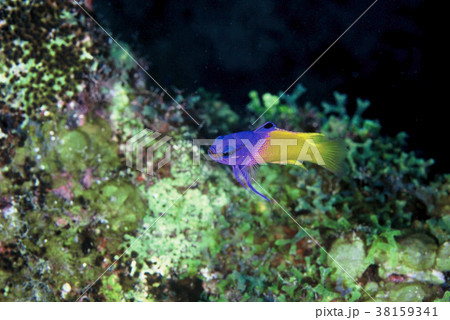 ロイヤルグラマ 38159341