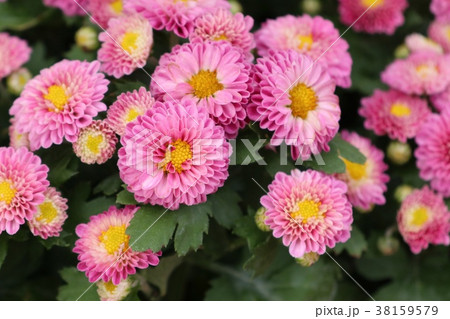 Pink chrysanthemum flower in tropical 38159579