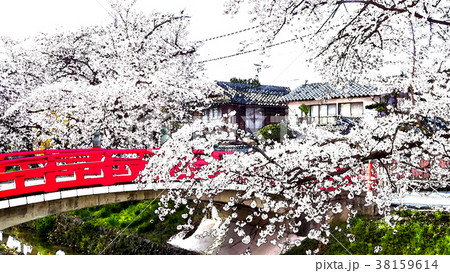 桜 さくら サクラ 38159614