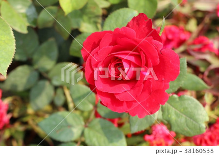 Beautiful roses in tropical 38160538