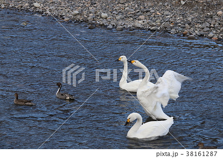犀川白鳥湖 犀川白鳥湖 38161287