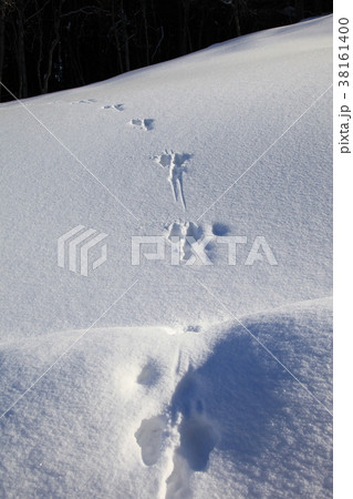雪原に残る小動物の足跡 38161400