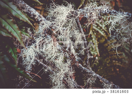 Lichen close-up photo 38161603