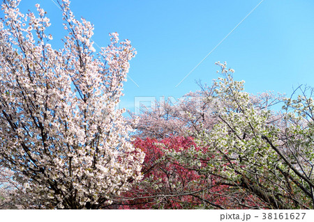 満開の桜 38161627