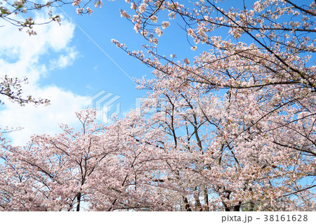 満開の桜 38161628