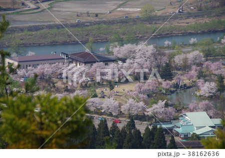 銭淵公園の桜 38162636