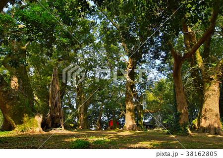 千本楠 千本楠 38162805