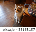 旅館のねこ 38163157