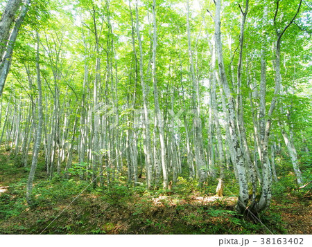 白神のブナ林 38163402