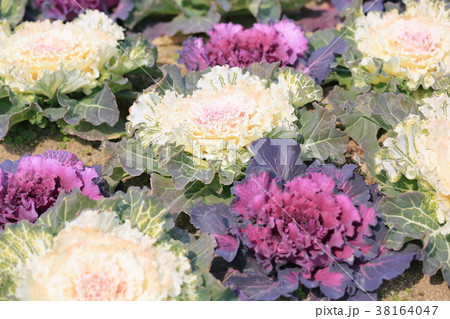 ハボタンの花 38164047