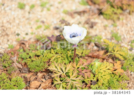 アネモネの花 38164345