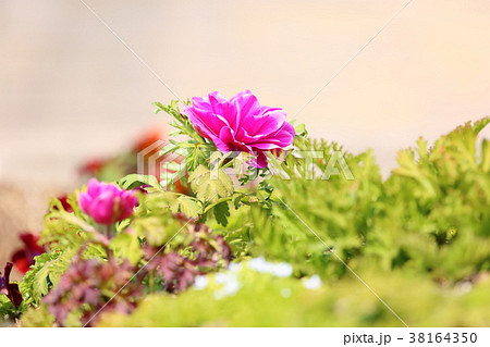 アネモネの花 38164350