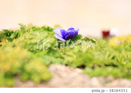 アネモネの花 38164351