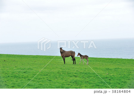親子馬 親子馬 38164804