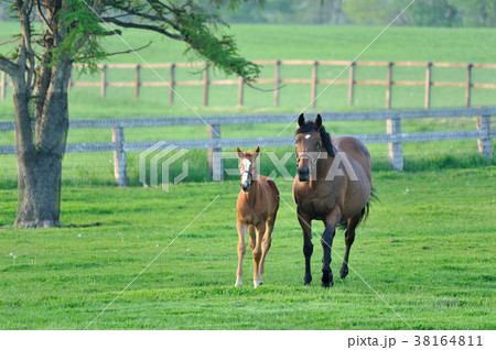 親子馬 38164811