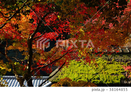 嵯峨野平野屋の秋 38164855