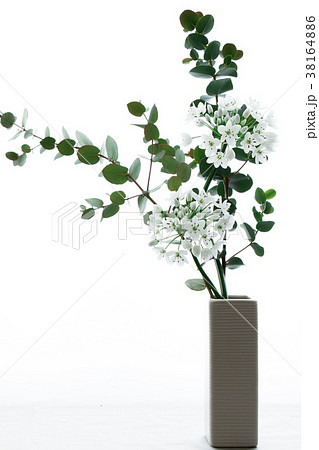 アリウムコワニーとユーカリ アリウムコワニーとユーカリ 38164886