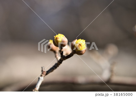 サンシュユ_蕾 サンシュユ_蕾 38165000