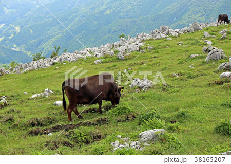四国カルスト高原 38165207