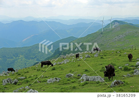 四国カルスト高原 38165209