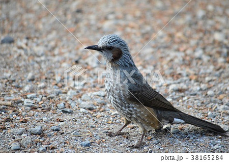 ヒヨドリ 38165284