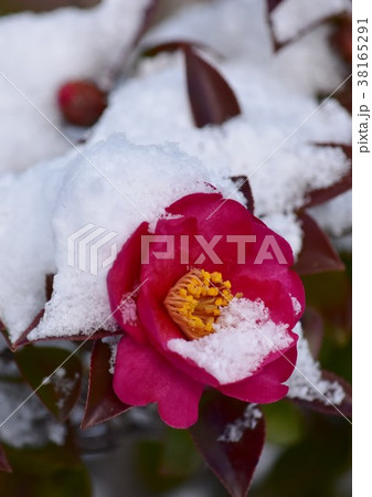 サザンカと雪 38165291