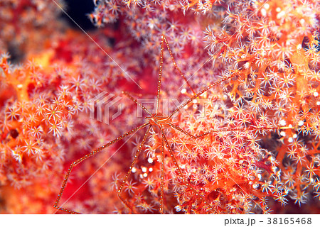 エビ エビ 38165468