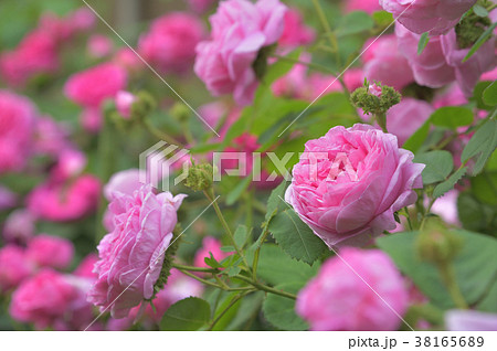 ピンク色のバラ シャポー・ド・ナポレオン ピンク色のバラ シャポー・ド・ナポレオン 38165689