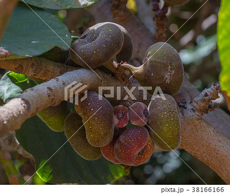 Ficus aspera with small colorful figs Ficus aspera with small colorful figs 38166166
